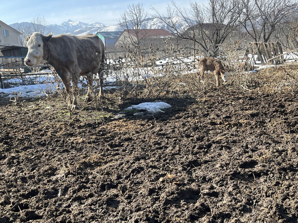 Продажа либо обмен дойная корова