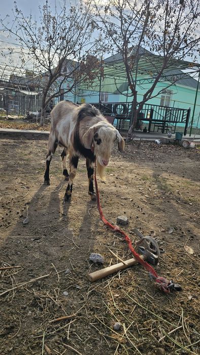 Теке ұрықтықа 1 жастан асқан. Жақсы теке