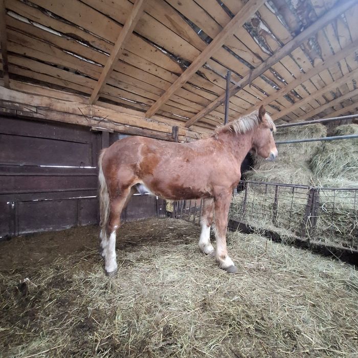 Продам откормленного жеребчика