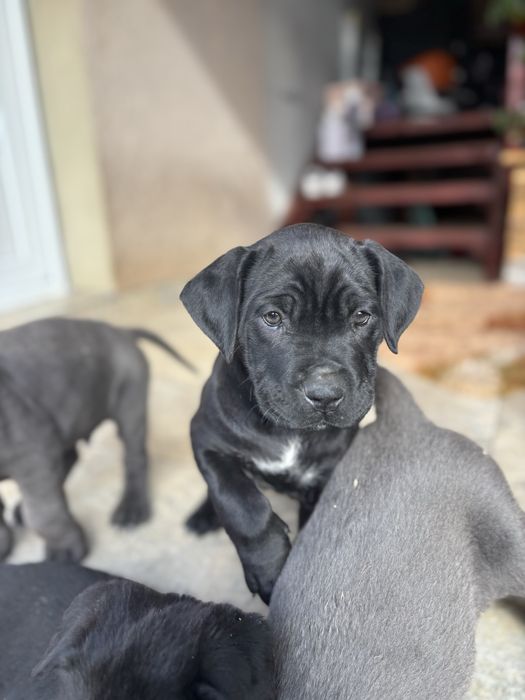 Cane corso  pui femela