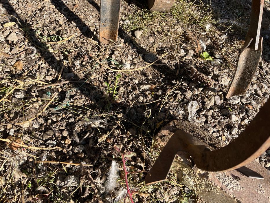 Vand rarita, prasitoare, bilonator cu 3 randuri reglabil !!!