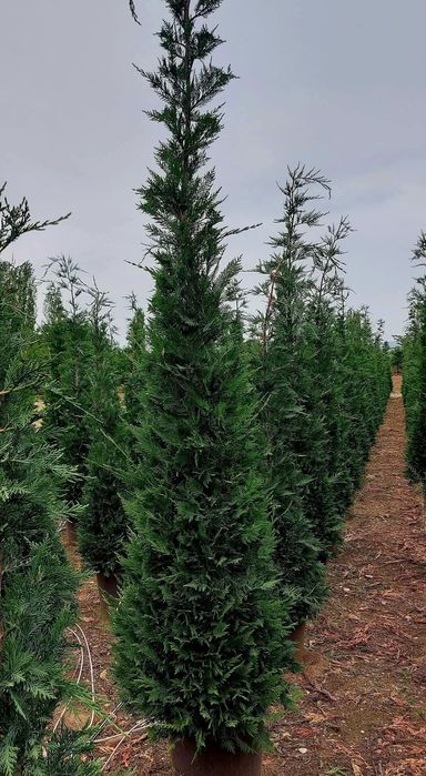 Cupressus leylandii 2.5m - 3m gard viu, super oferta. Calitate premium