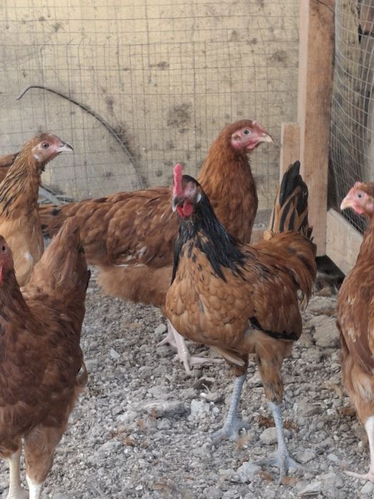 Товуклар сотилади Адлер Форверк Российский