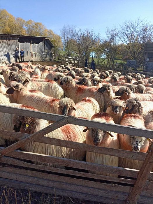 De vînzare 160 de oi țurcane