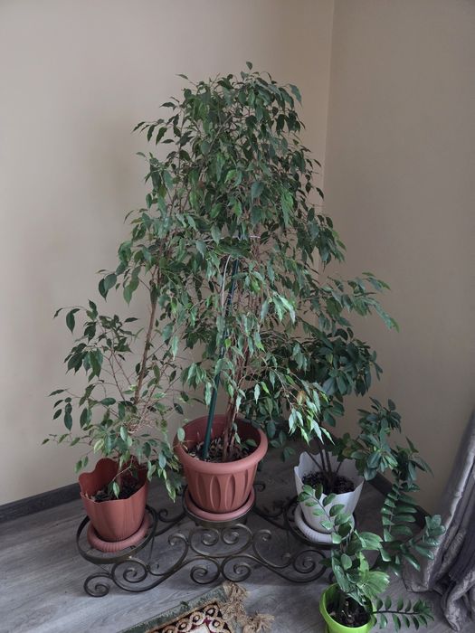 Домашние цветы большие