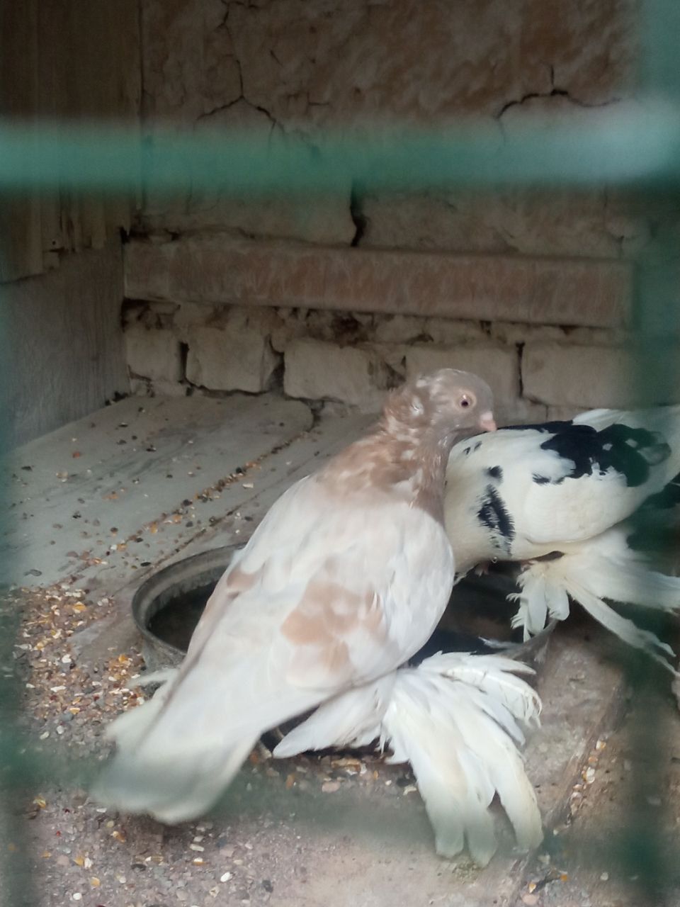 Продаю голубей двух чубых