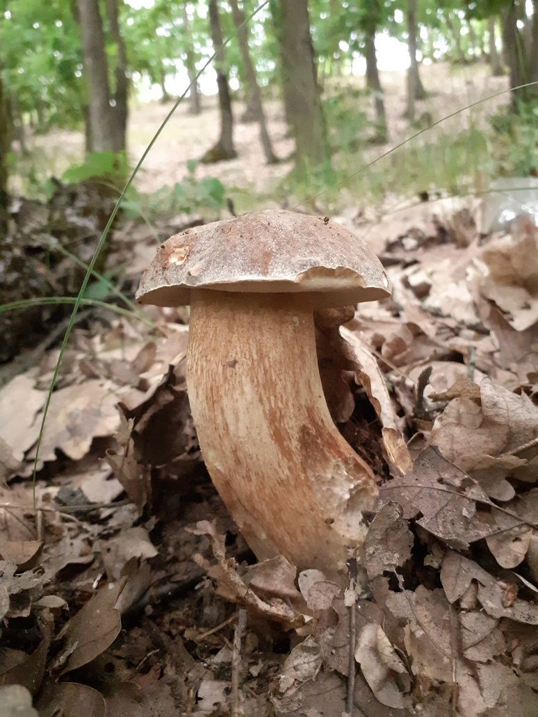 Vand manatarci ( hribi / boletus )