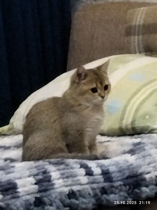 Продается котенок золотая шиншилла