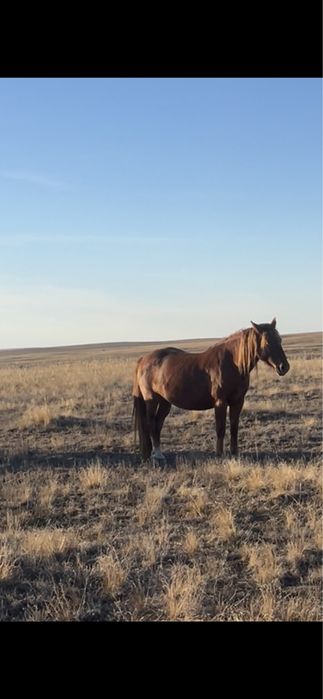 Продам лошадей на мясо