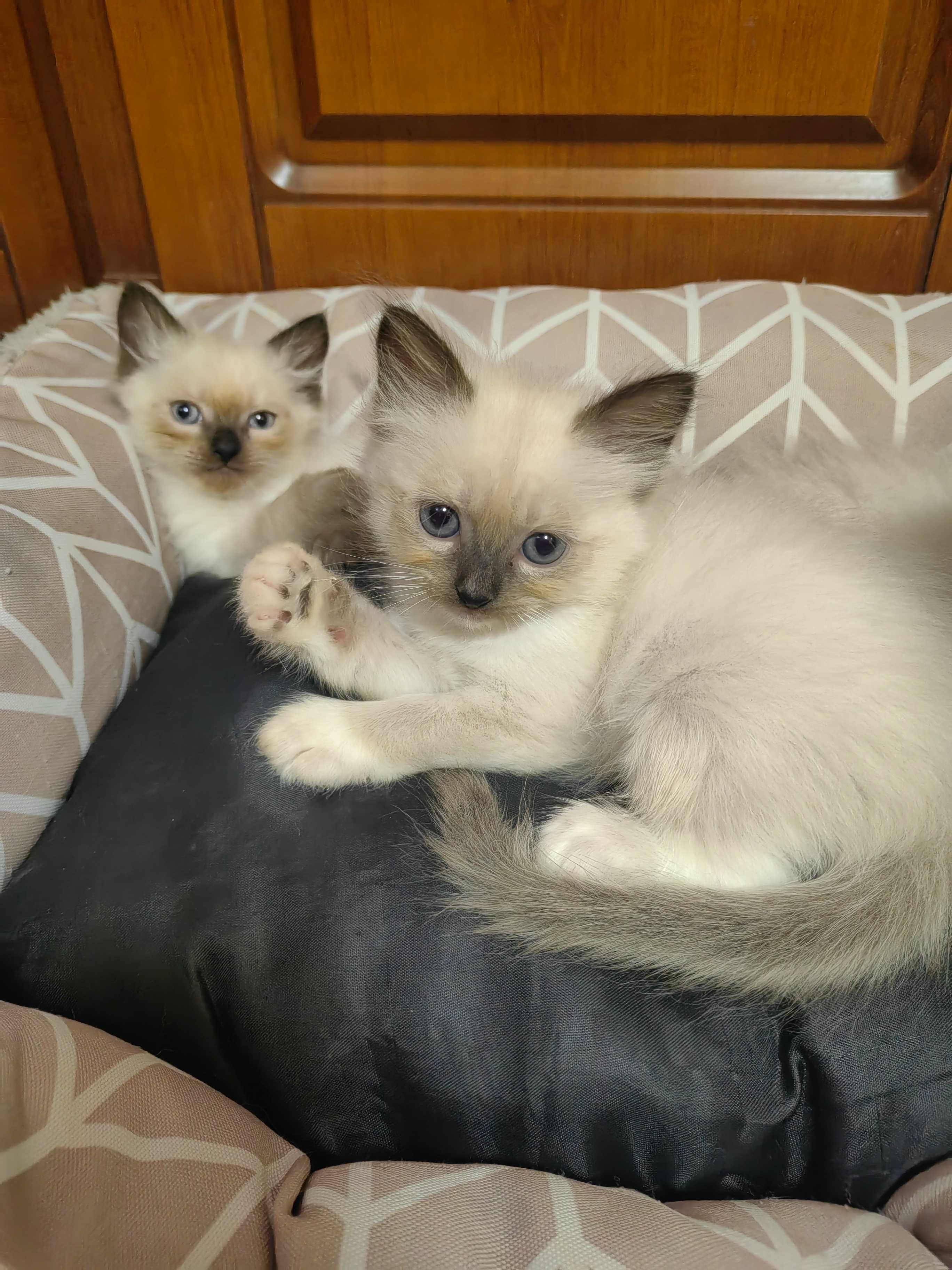 Чистокръвни котенца Ragdoll