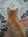 Отдам котика в хорошие руки