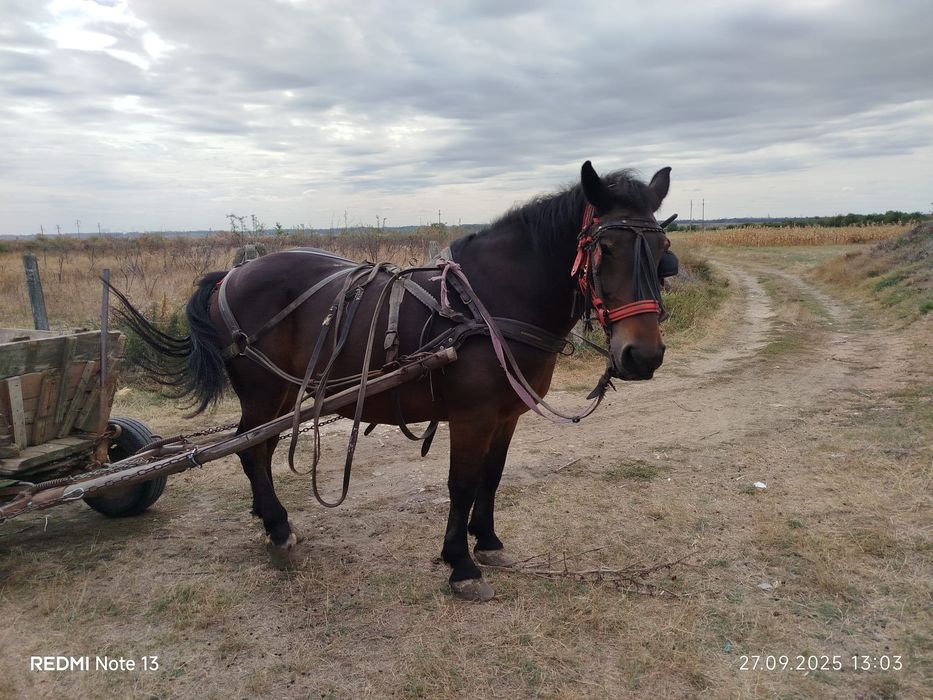 Cal de vânzare în Argeș