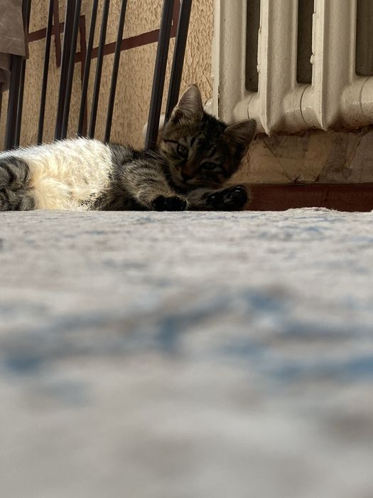 Котенок мальчик 2,5месяца очень ласковый, тактильный
