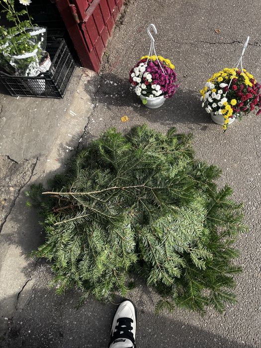 Baloti crengi de brad pentru lucru