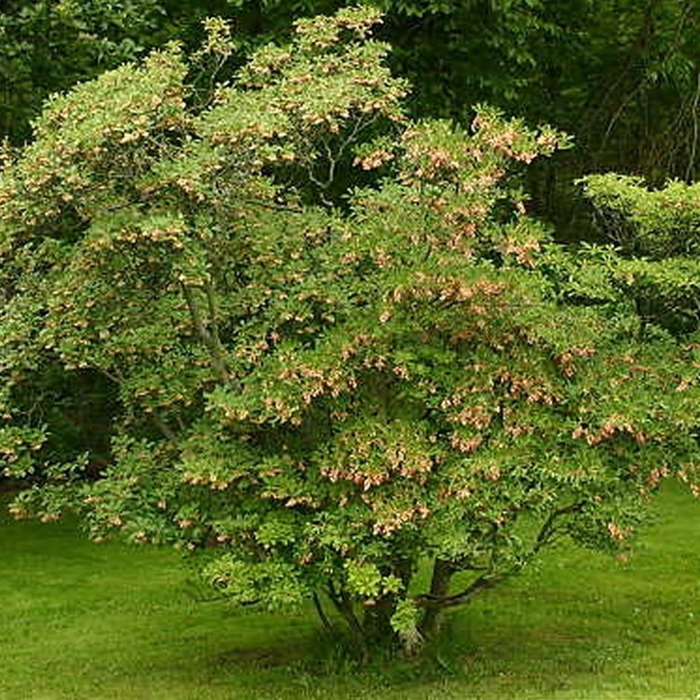 Енкиантус кампанулис/ enkianthus campanulatus