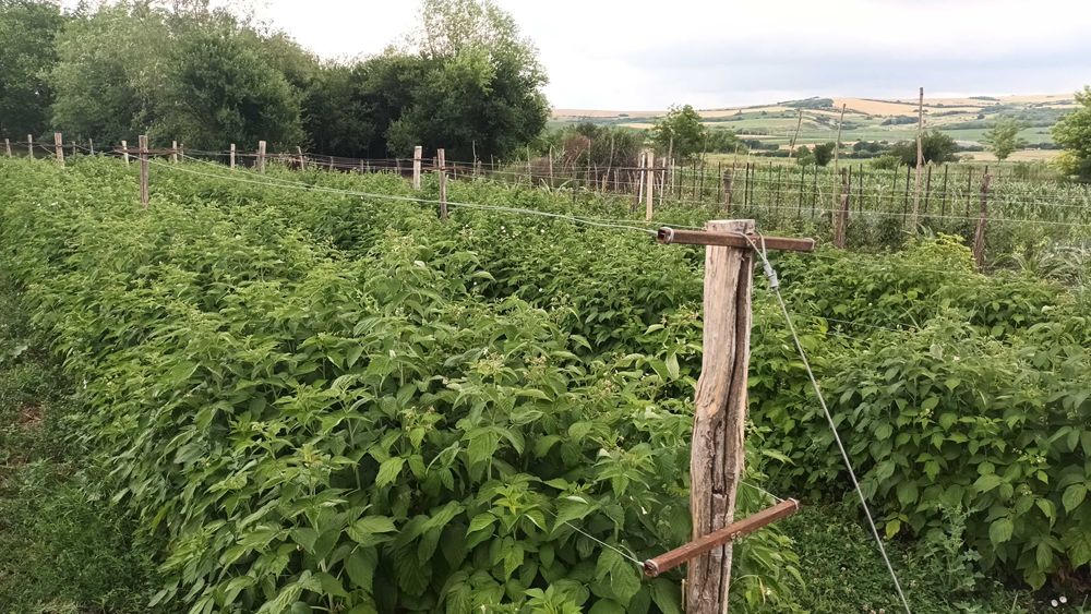 Butași zmeura polka