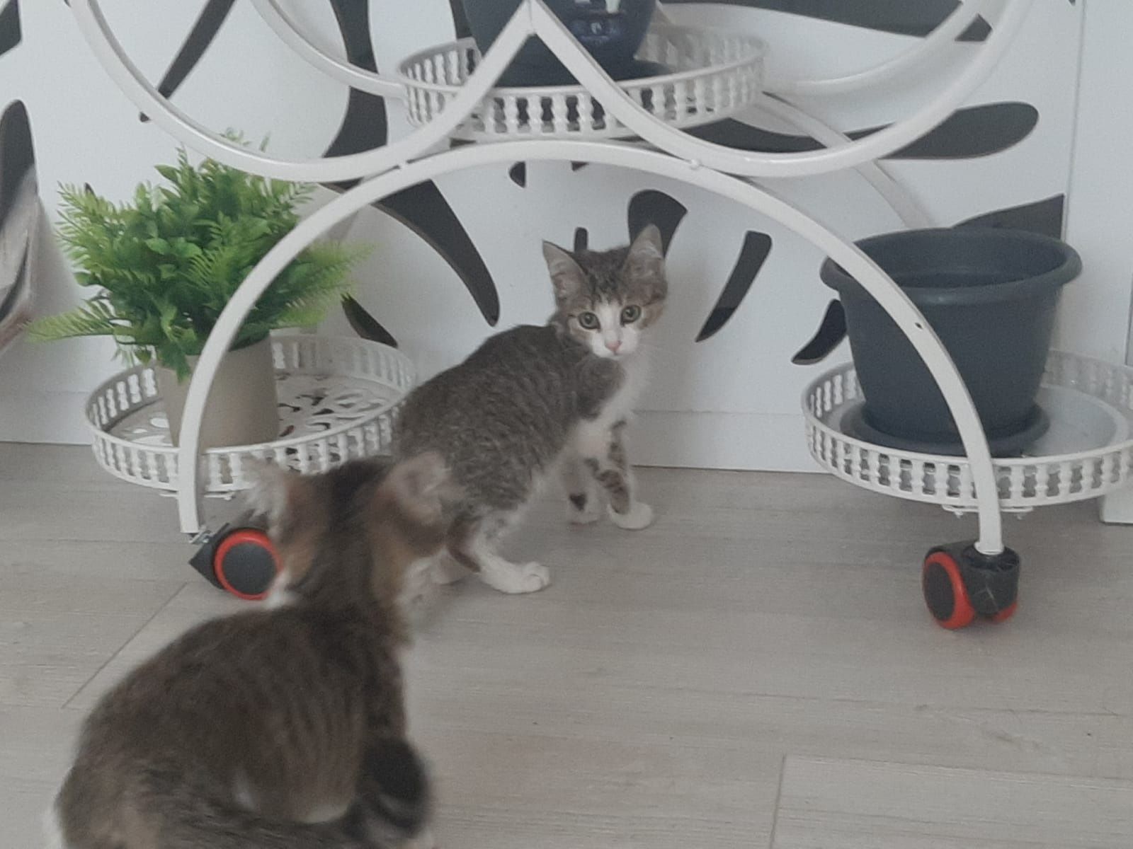 Отдам прекрасных котят