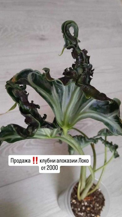 Комнатные растения