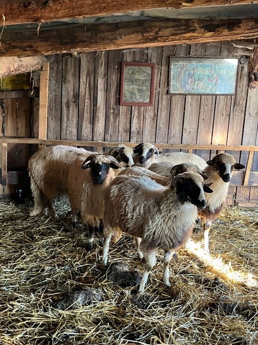 Mieluțe de vanzare