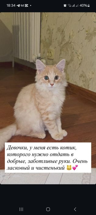 Ищем добрый дом для чудесной кошечки!
Она аккуратная, спокойная, любит