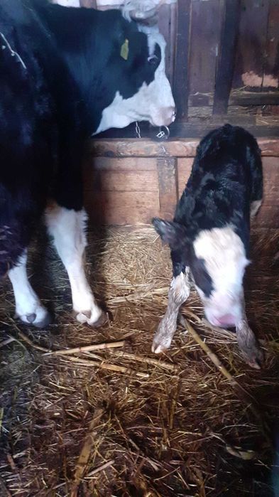 vand ferma agrozootehnica