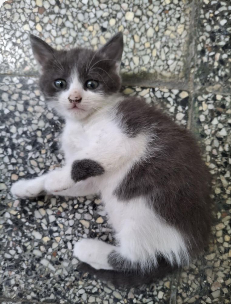 Подарявам нежни котенца