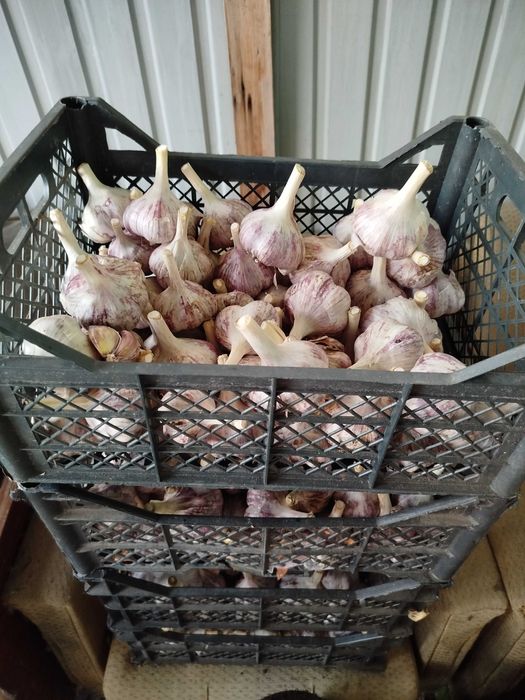 Продам домашний чеснок