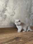 Pui British Shorthair ~fetita~