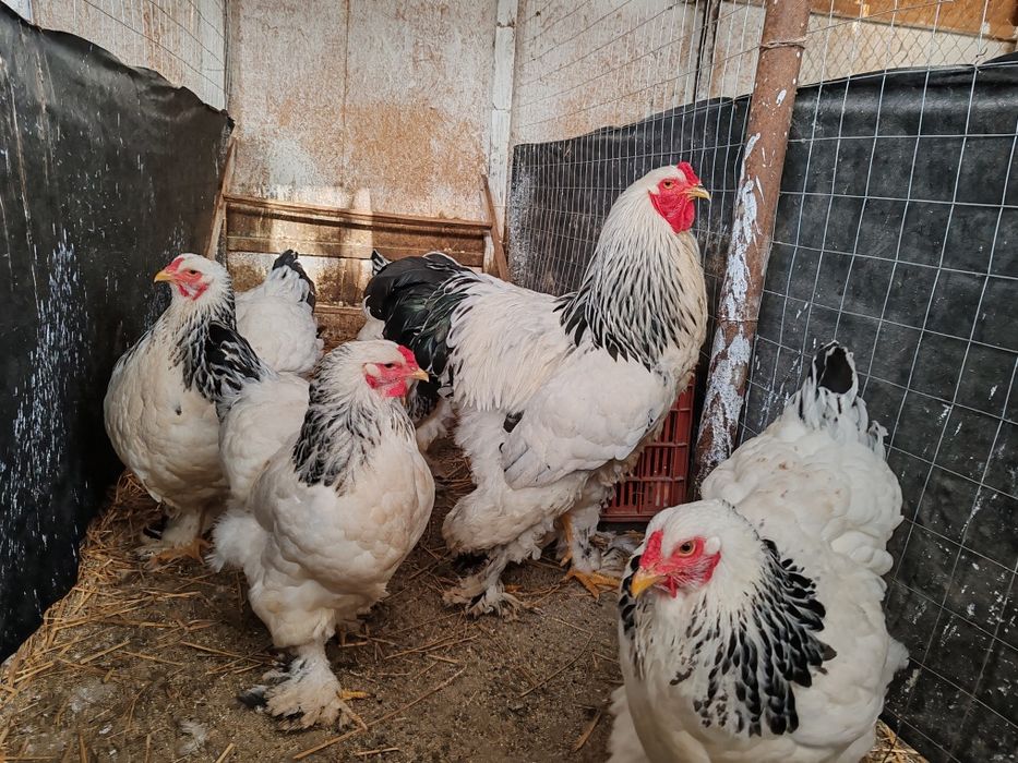 Păsări Brahma diferite culori