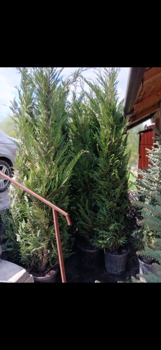 Leylandi oferta 3.5m la 200 lei la ghiveci!