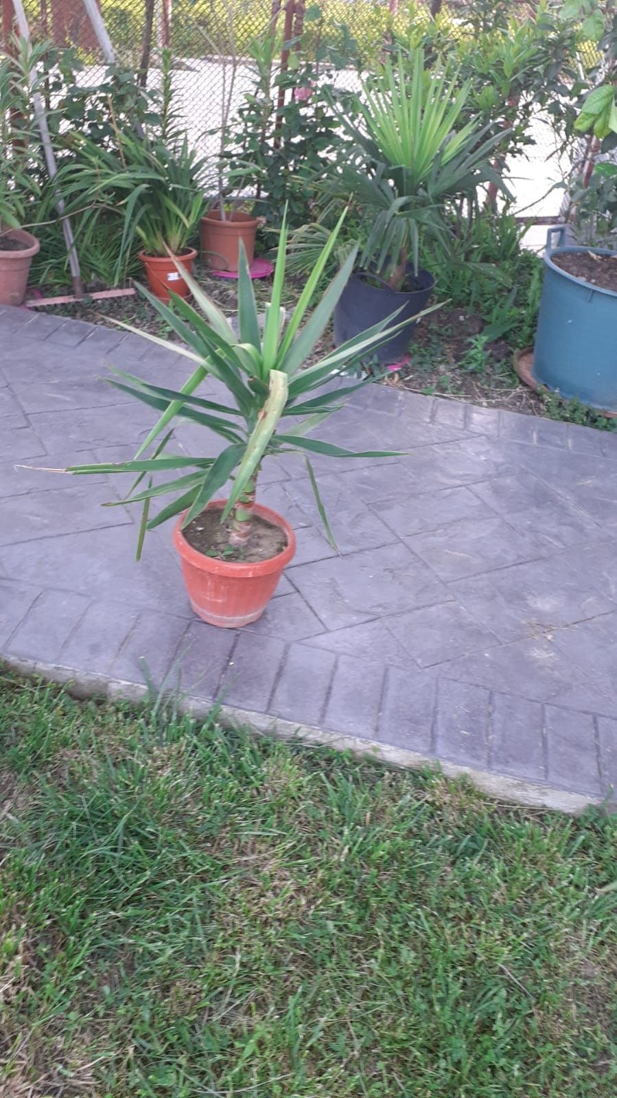 Yucca de vânzare.