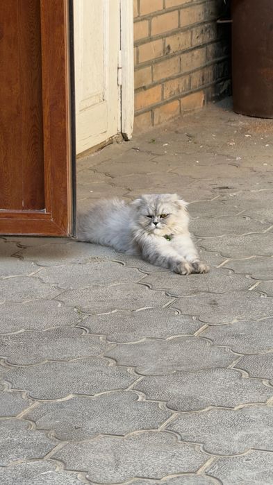 Шодлвндский серебристий хейланд фолд