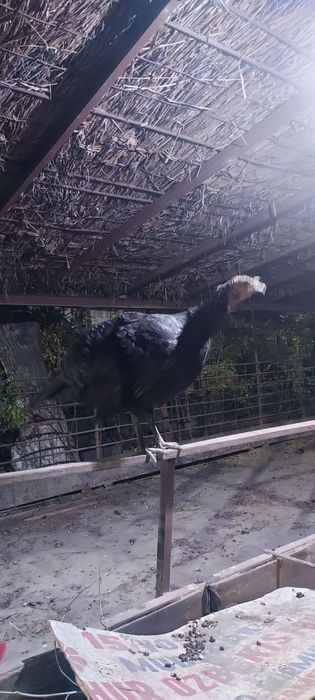 Induk sotiladi soni 6 ta makion 2 ta erkak