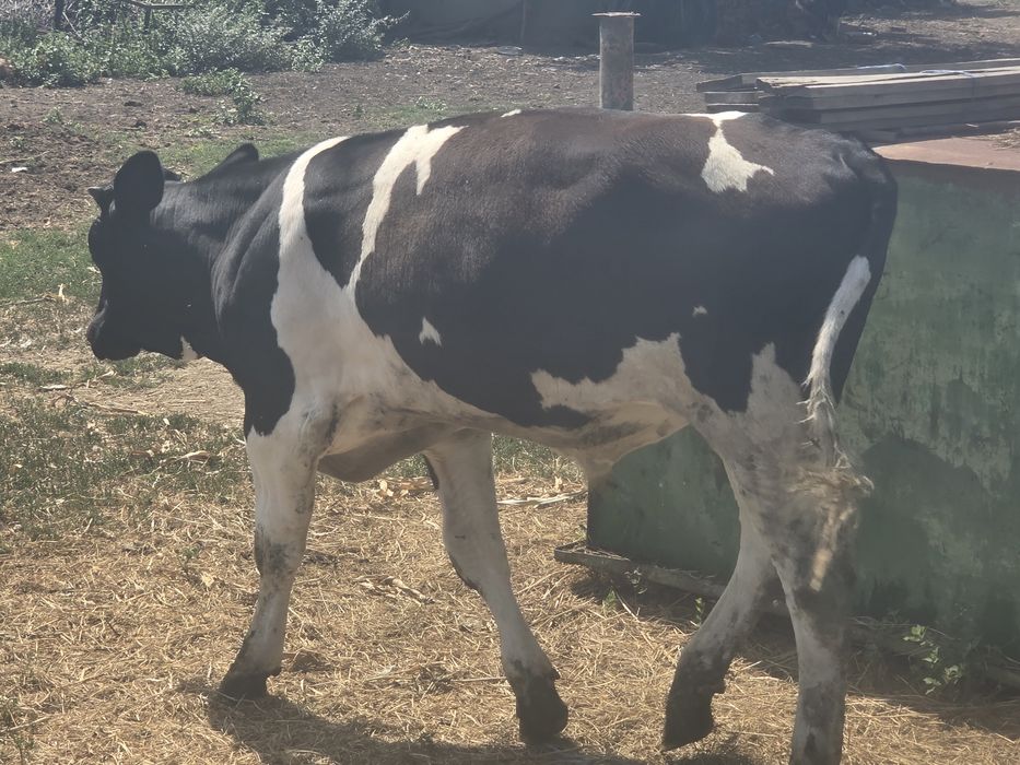Tauraș holstein 5 luni