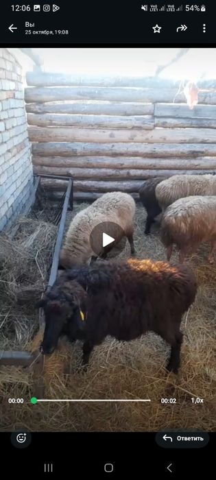 Баран тоқты қой сатылады