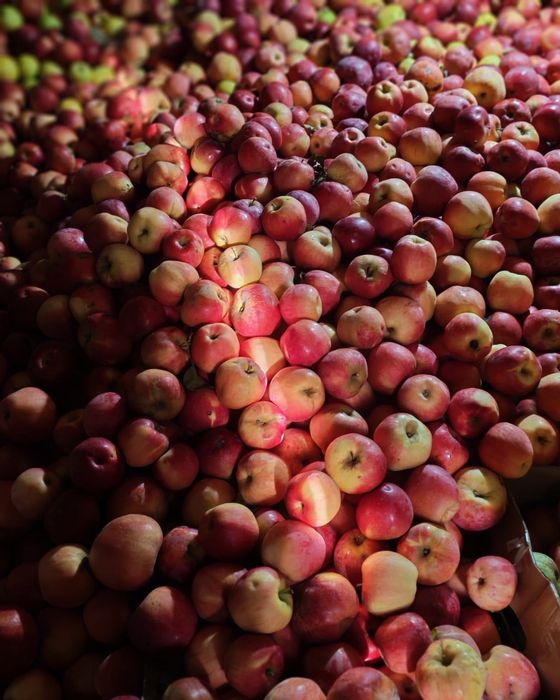 Vând mere diverse soiuri.