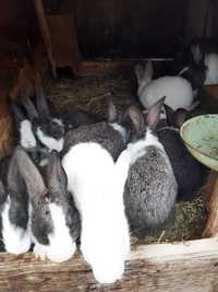 Vand 15 iepuri hycole francez