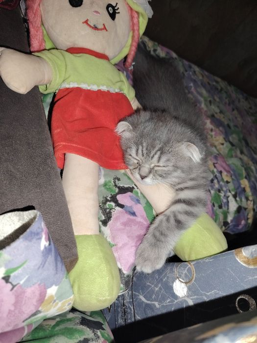 Skotish fold shotlandskaya vislouhaya mushukcha sotiladi 4 oylik qiz