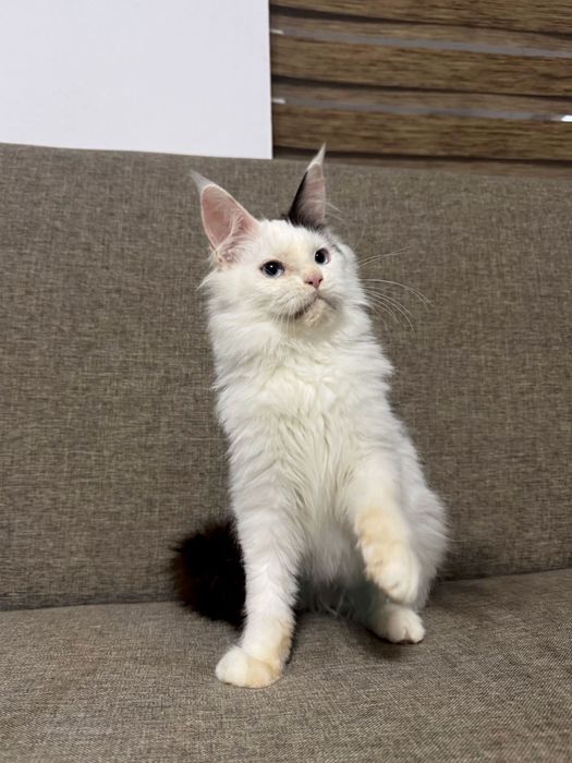 Pisica maine coon felisa autorizata