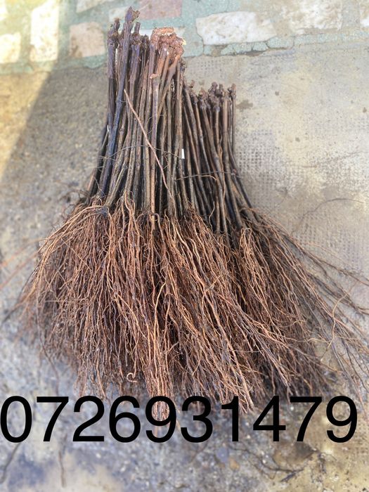 Butasi altoiti anul 2