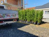 Leylandi, pinii, mesteacan, stejar, salcam, artar, photinia