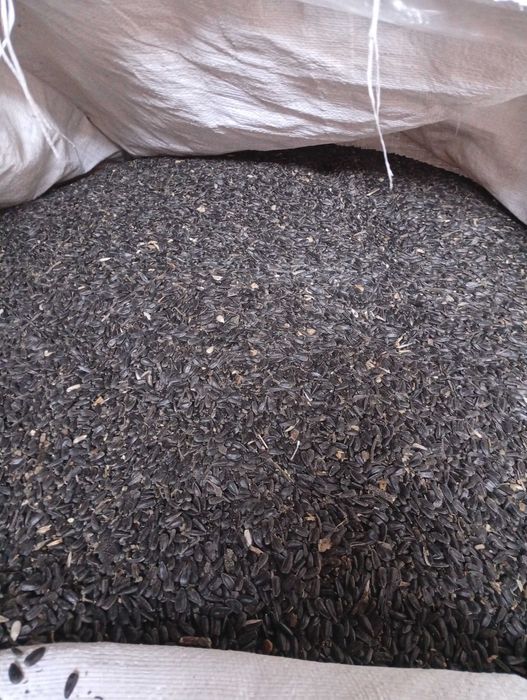 Vând floarea soarelui