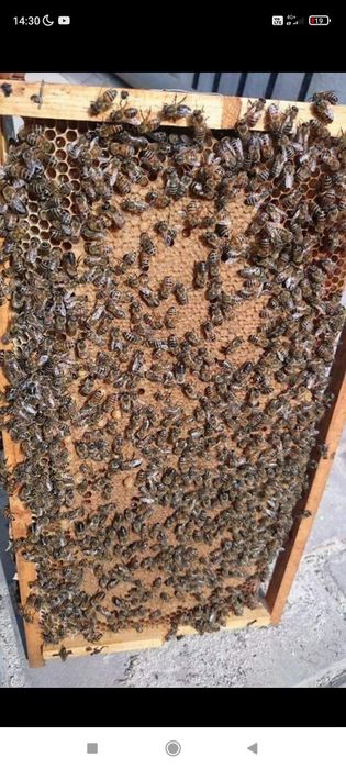 Малки пчелни семейства