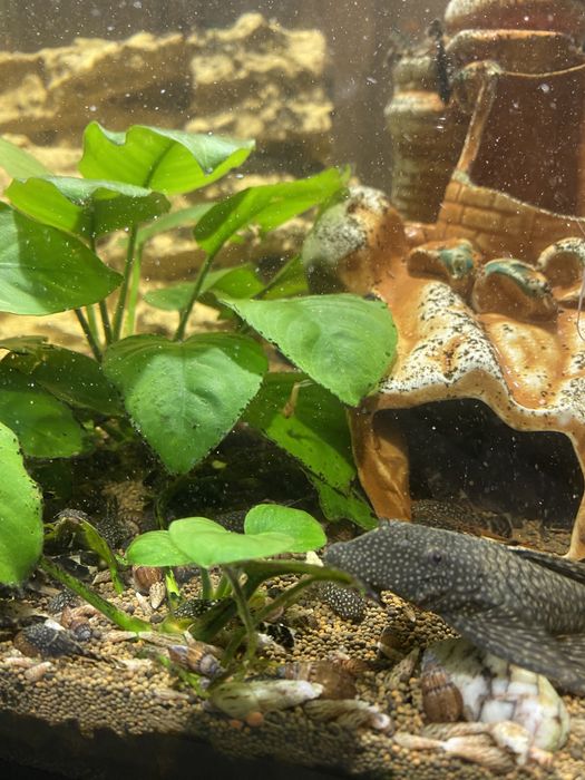 Сомики-анцистры продам