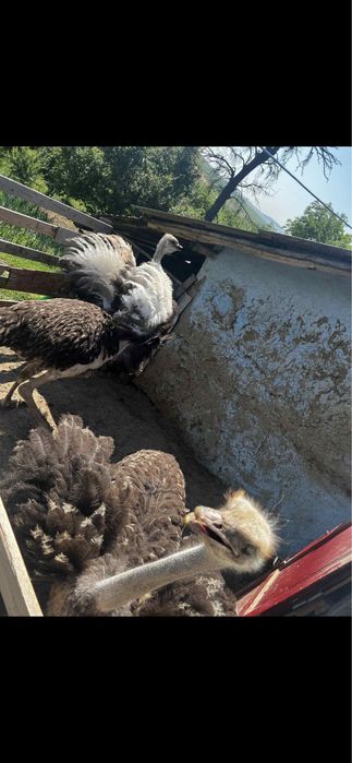 struti africani pereche