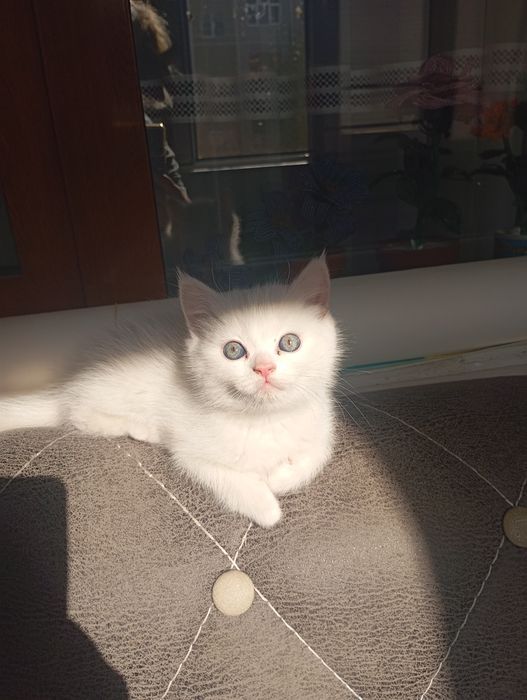 Котята британские чистокровные