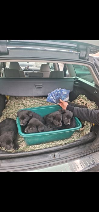 Pui Labrador Retriever Black