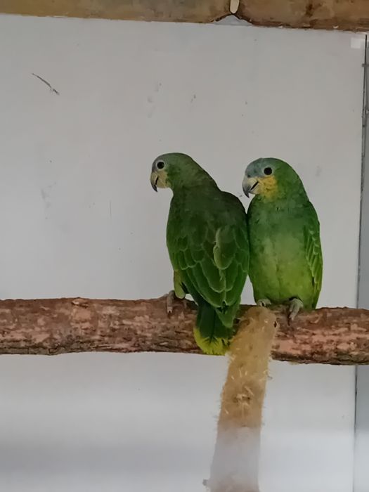 Vând pereche Amazon 2025