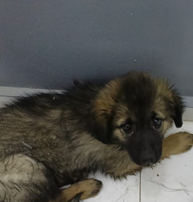 Отдаю щенка в добрые руки