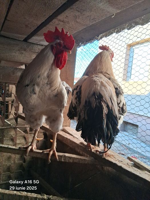 De vânzare cocoși